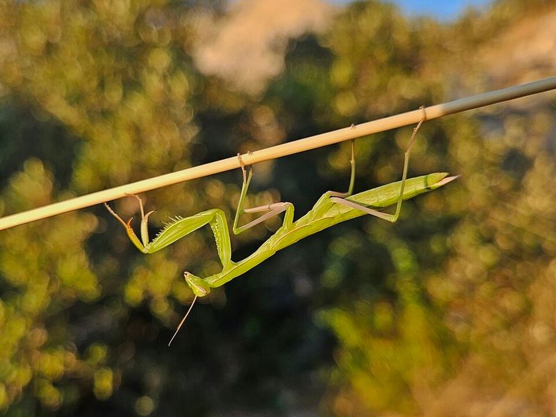 Best Time Of Year To Spot Them