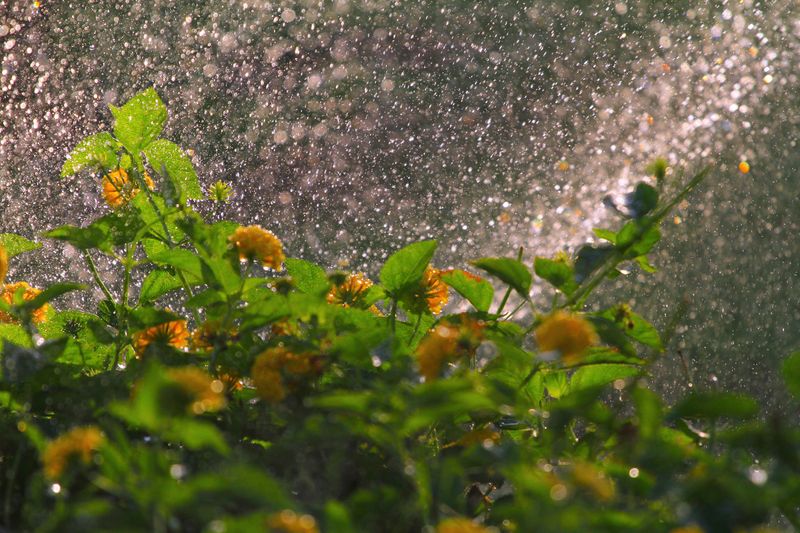 Best Times To Water And Garden In Extreme Heat Best Times To Water And Garden In Extreme Heat