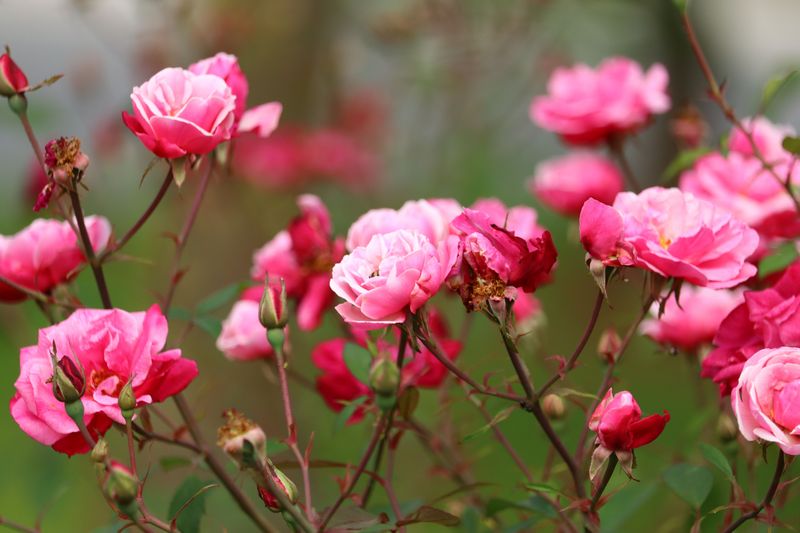 Best Timing For This Rose Task Best Timing For This Rose Task