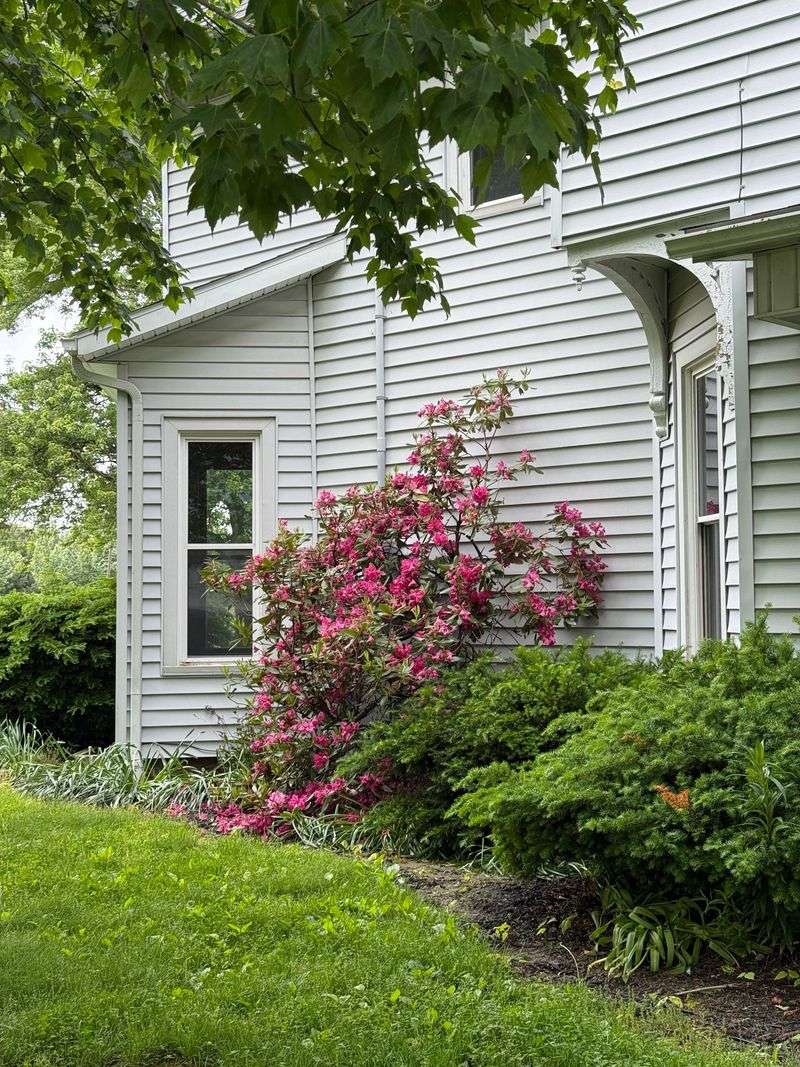 Best Uses In Borders And Foundation Beds