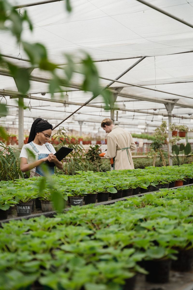 Best Varieties To Plant For Strongest Effect Best Varieties To Plant For Strongest Effect