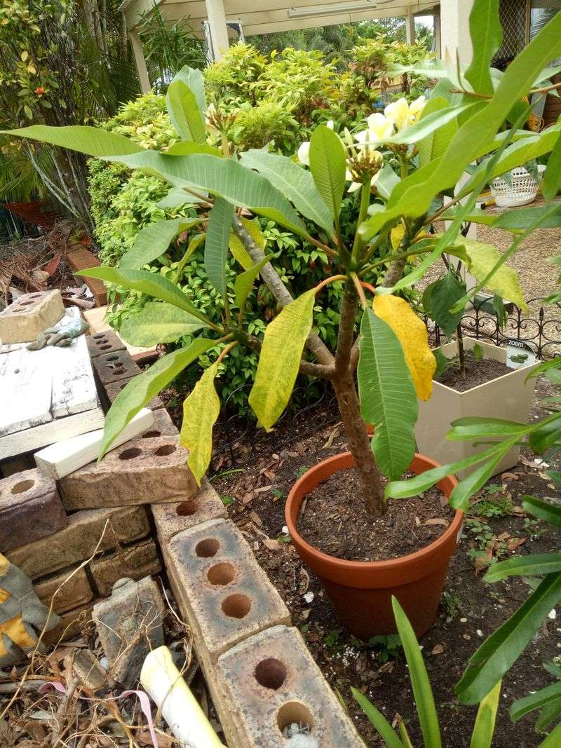 Better Airflow Helps Troubled Foliage