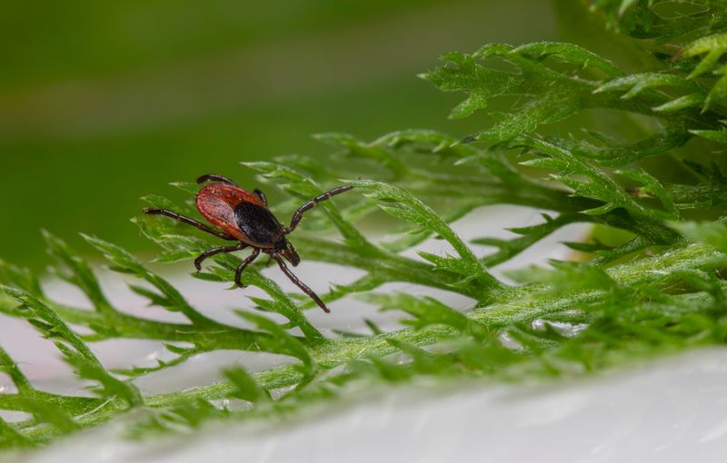 Better Barriers To Keep Ticks At Bay