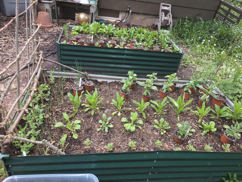 Better Spacing Helps Foliage Dry More Quickly Better Spacing Helps Foliage Dry More Quickly