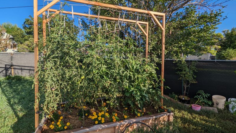Better Spacing Strategies For Nightshade Crops