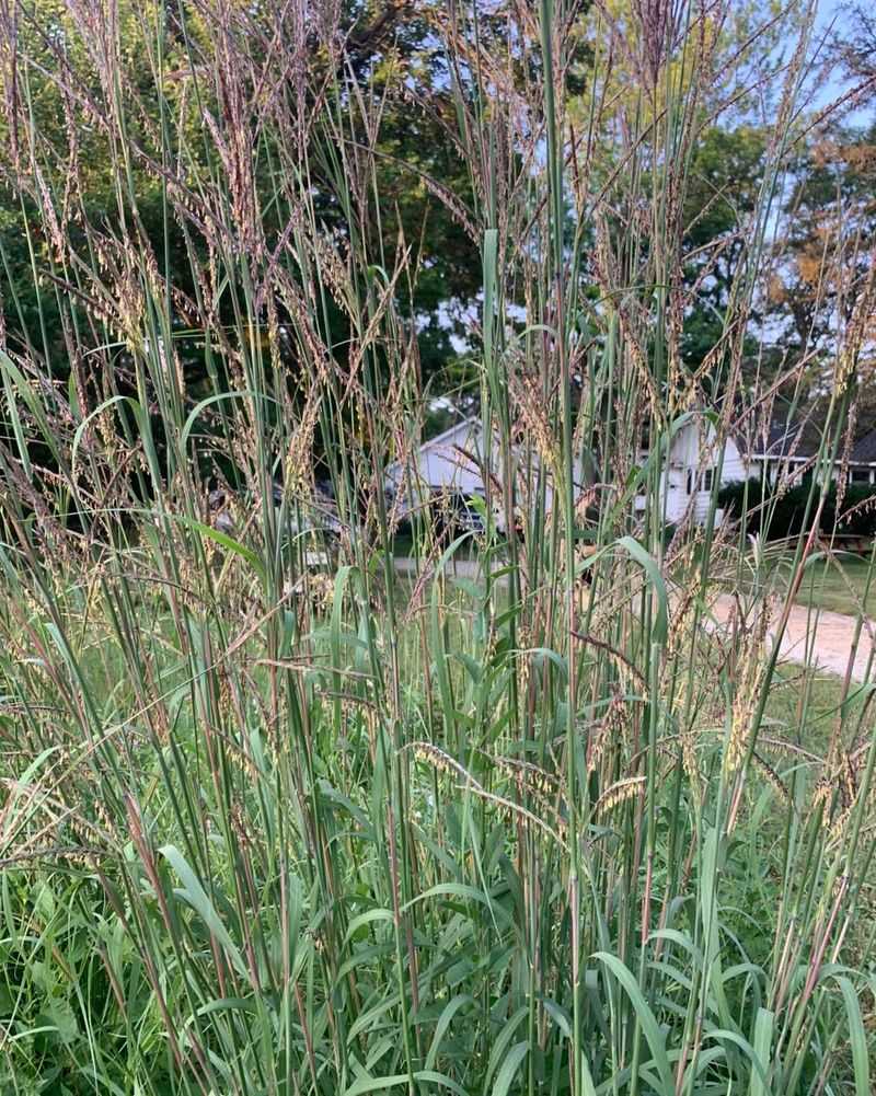 Big Bluestem Builds A Tall Screen With Fiery Fall Color Big Bluestem Builds A Tall Screen With Fiery Fall Color
