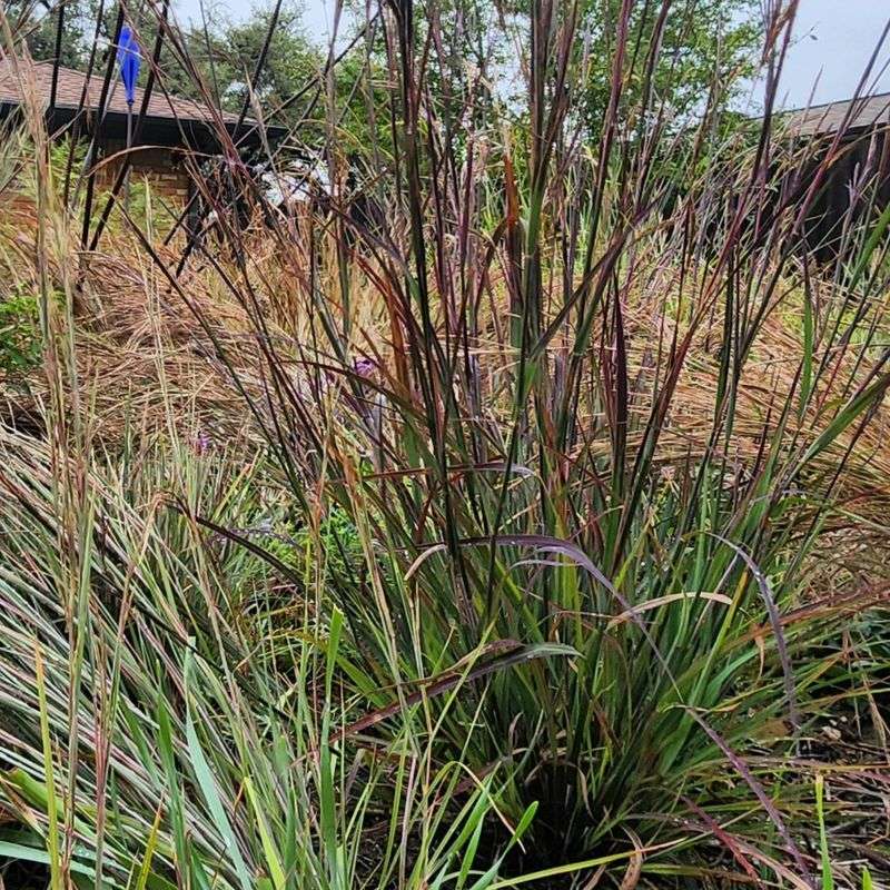 Big Bluestem Makes A Dramatic Border Where Space Allows Big Bluestem Makes A Dramatic Border Where Space Allows