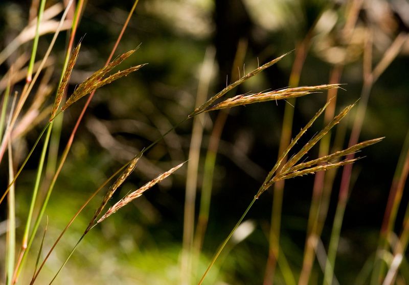 Big Bluestem Was Once A Major Prairie Grass Big Bluestem Was Once A Major Prairie Grass