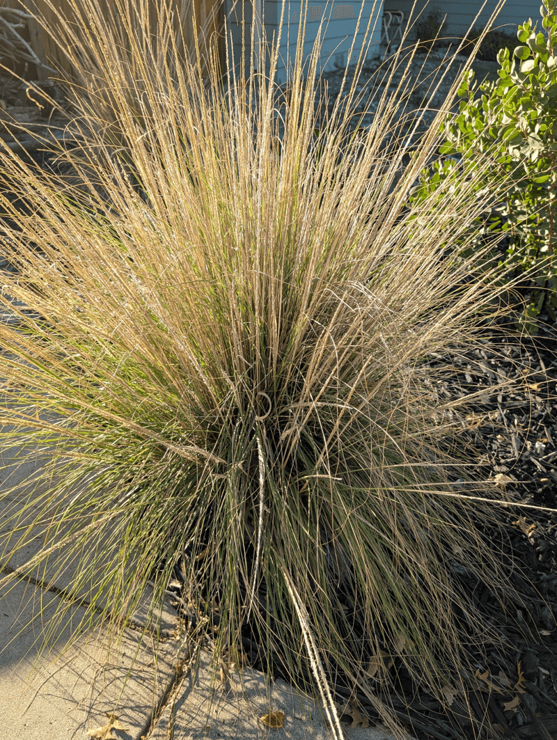 Big Clumps Creating A Natural Underground Barrier Big Clumps Creating A Natural Underground Barrier