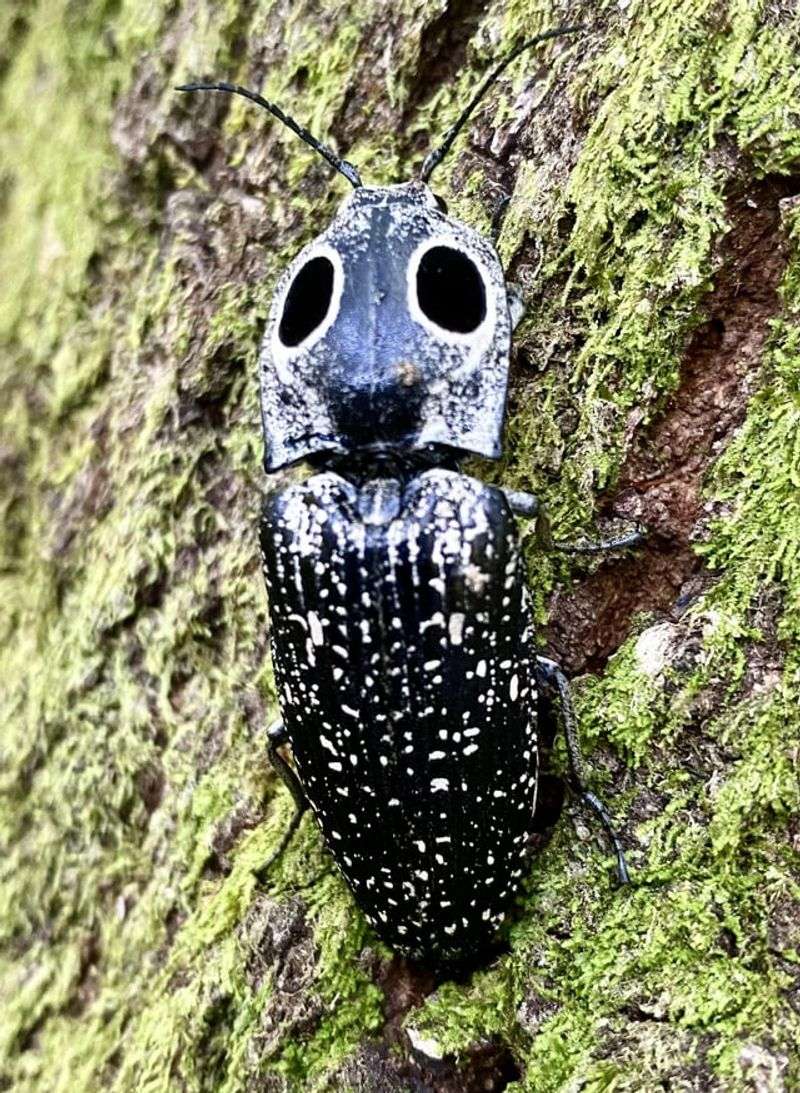 Big-Eyed Bugs Carry The Chinch Bug Load Big-Eyed Bugs Carry The Chinch Bug Load