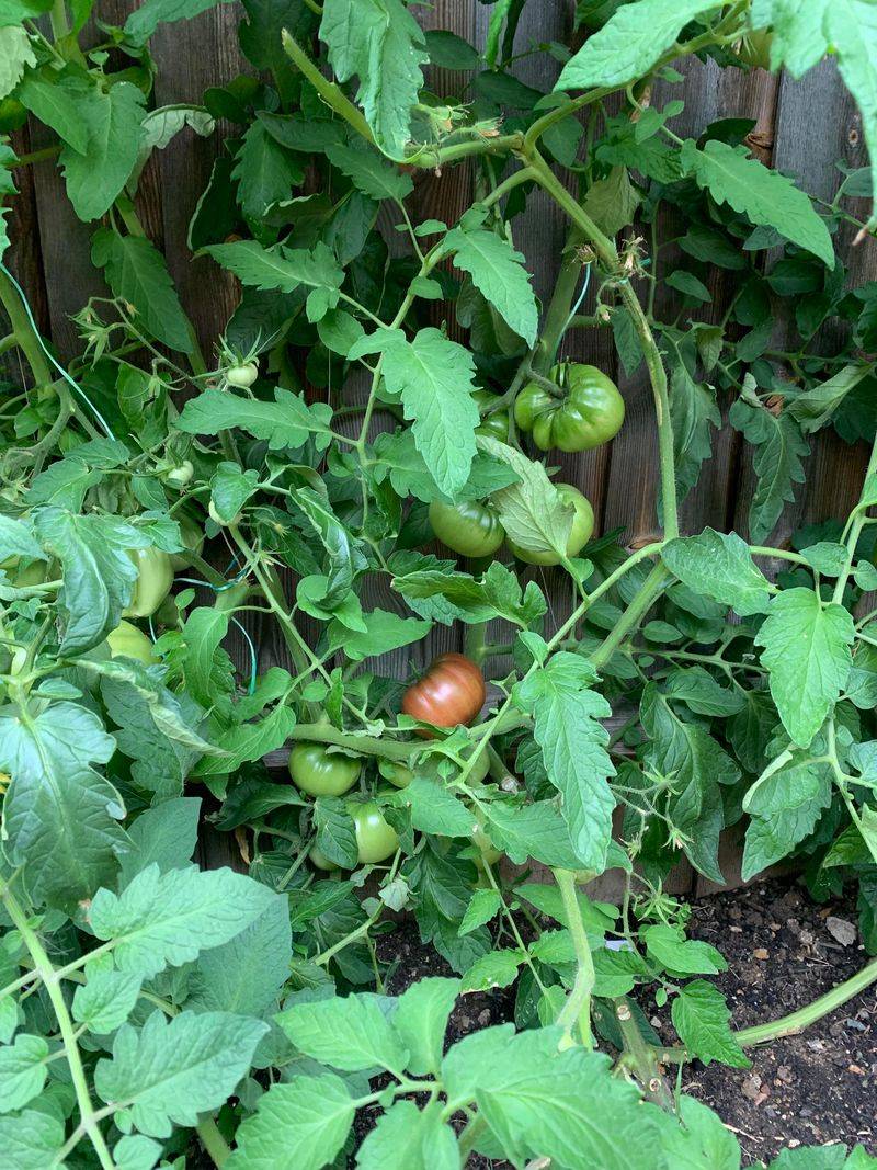 Big Green Plants Do Not Always Mean More Ripe Tomatoes Big Green Plants Do Not Always Mean More Ripe Tomatoes