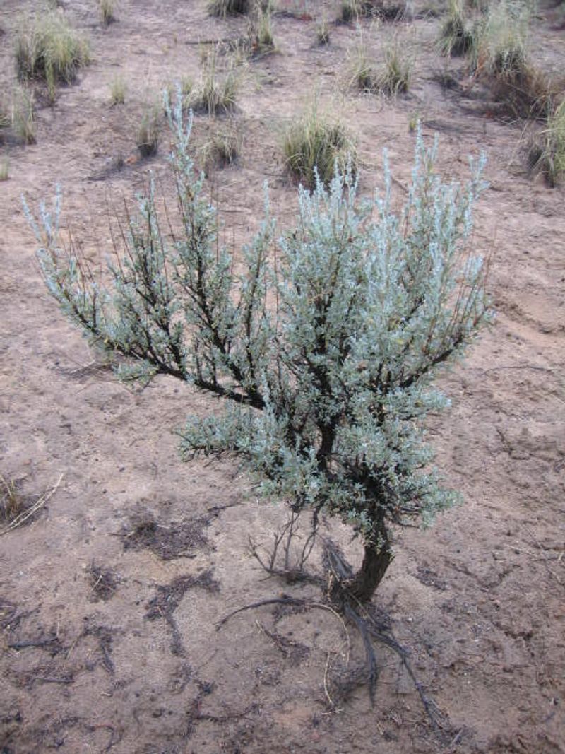 Big Sagebrush Big Sagebrush