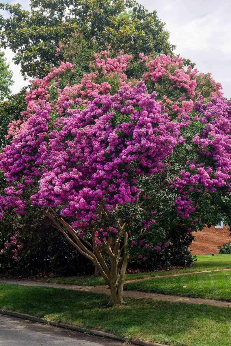Big Trees Are Not Worth Chasing One More Bloom Big Trees Are Not Worth Chasing One More Bloom