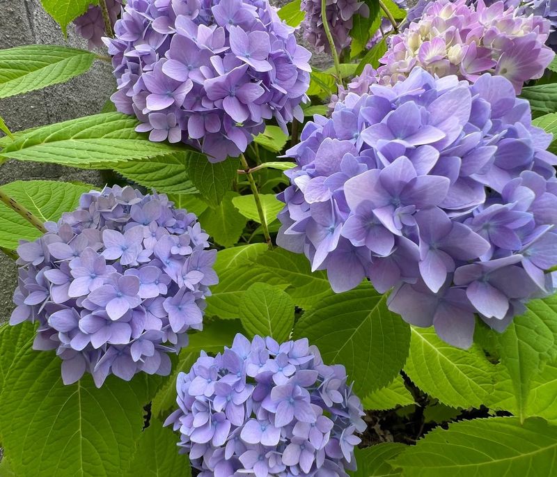 Bigleaf Hydrangea