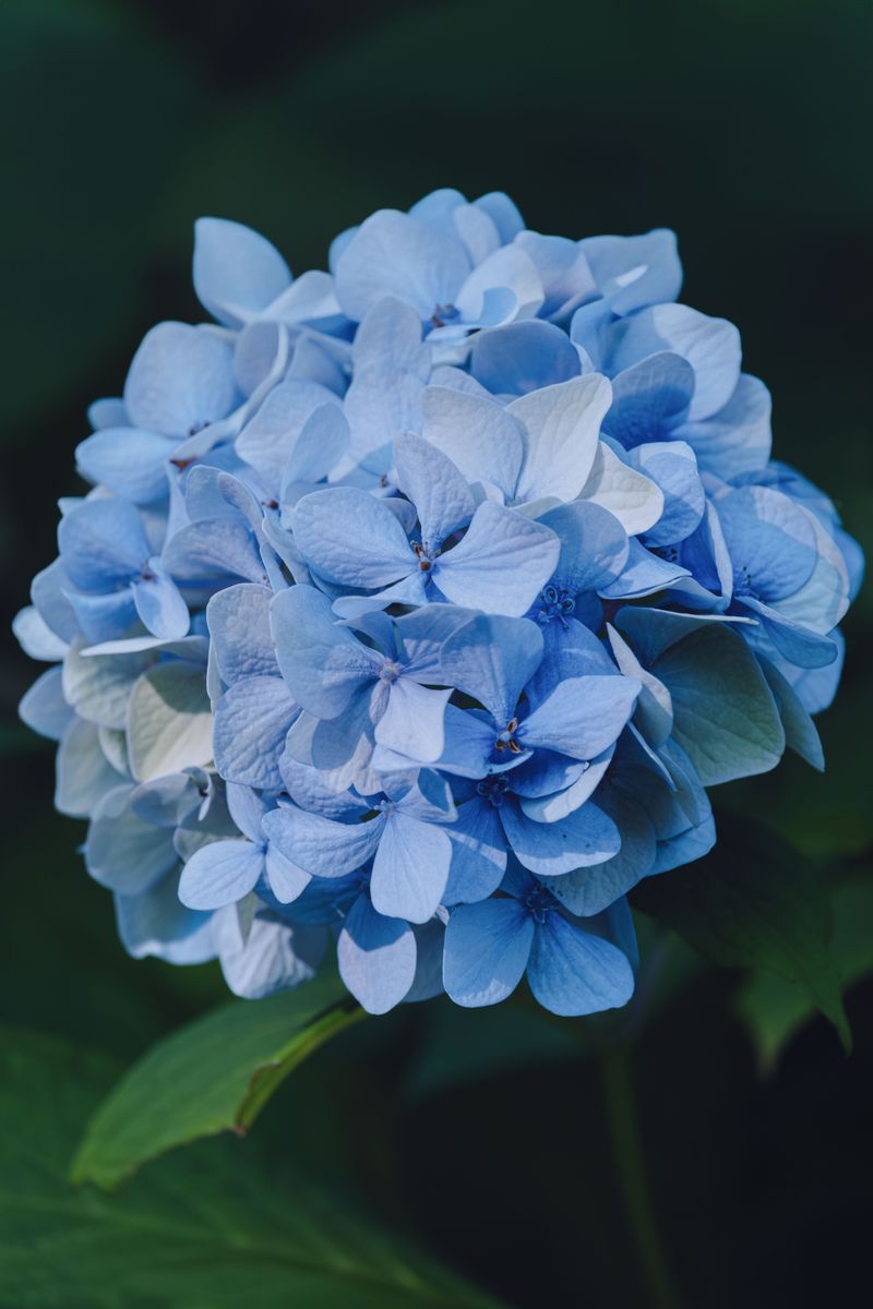 Bigleaf Hydrangea Bigleaf Hydrangea
