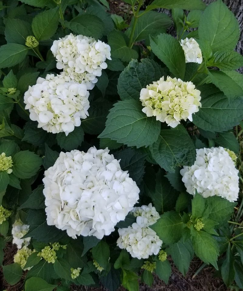 Bigleaf Hydrangeas