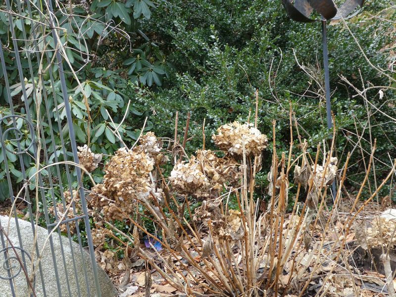 Bigleaf Hydrangeas Already Have Next Year's Buds
