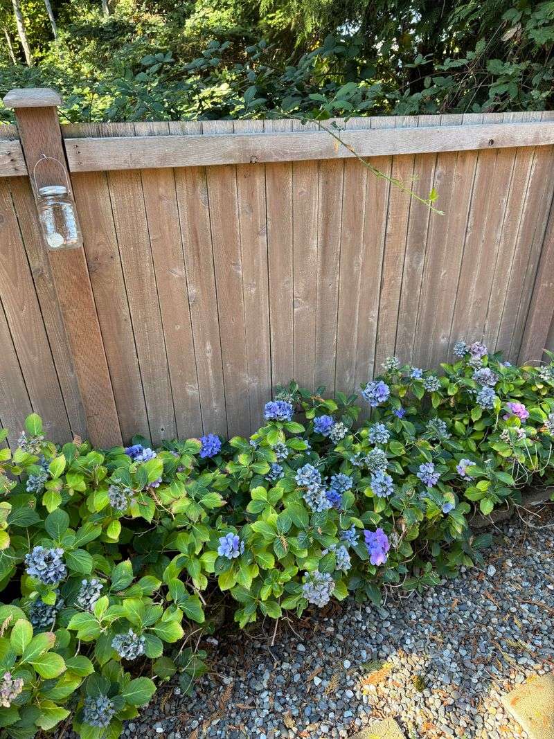 Bigleaf Hydrangeas Are The Ones To Watch Closely Bigleaf Hydrangeas Are The Ones To Watch Closely