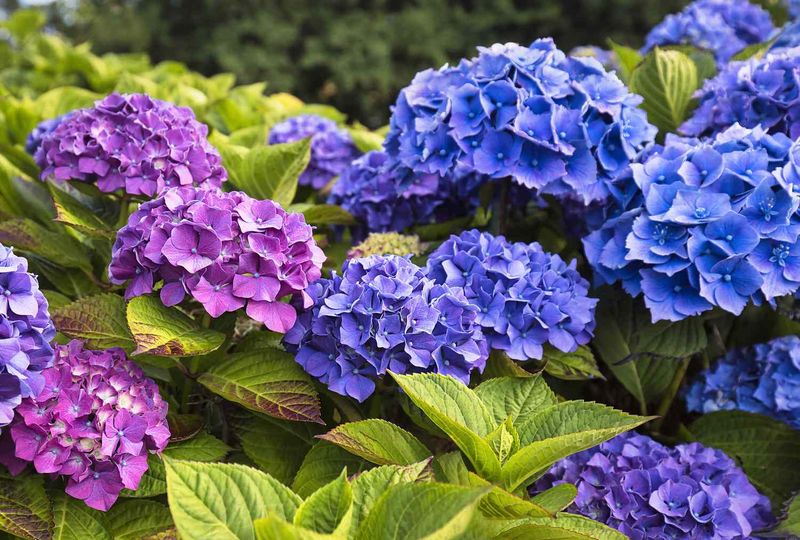 Bigleaf Hydrangeas Can Be Set Back By Late Pruning Bigleaf Hydrangeas Can Be Set Back By Late Pruning