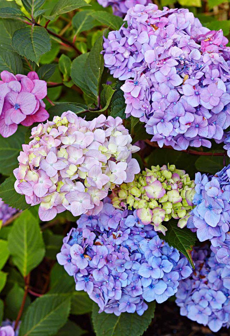 Bigleaf Hydrangeas May Already Be Building Next Years Blooms