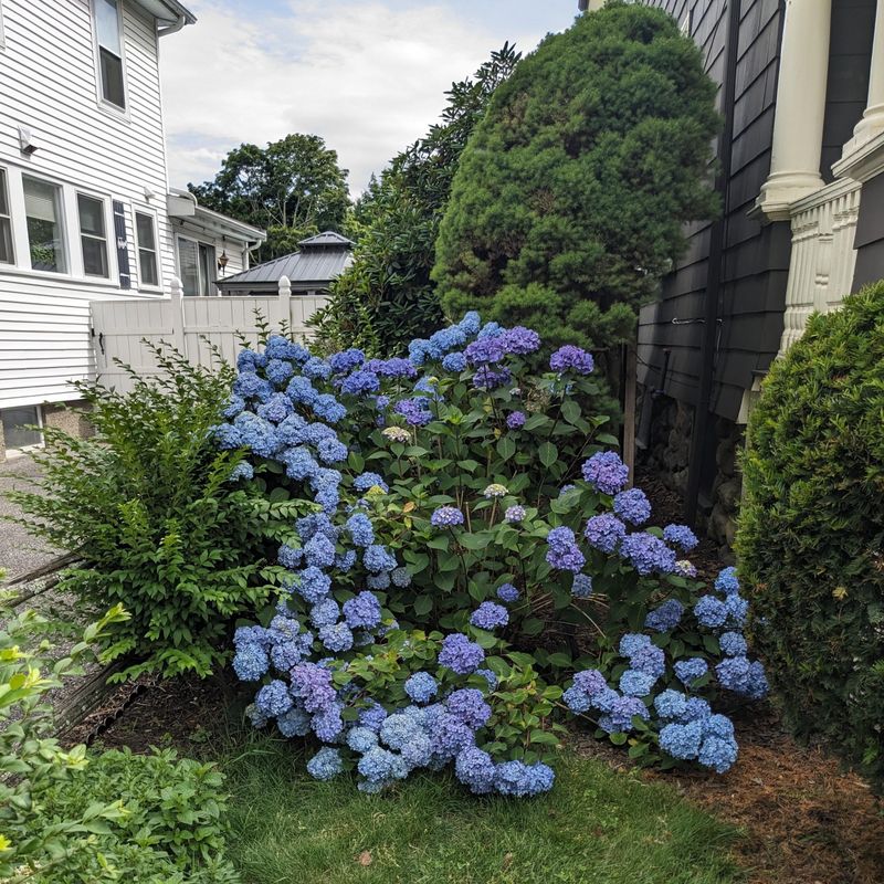 Bigleaf Hydrangeas Setting Next Year's Buds Soon