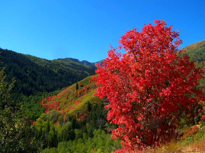 Bigtooth Maple Is Texas' Fall-Color Standout