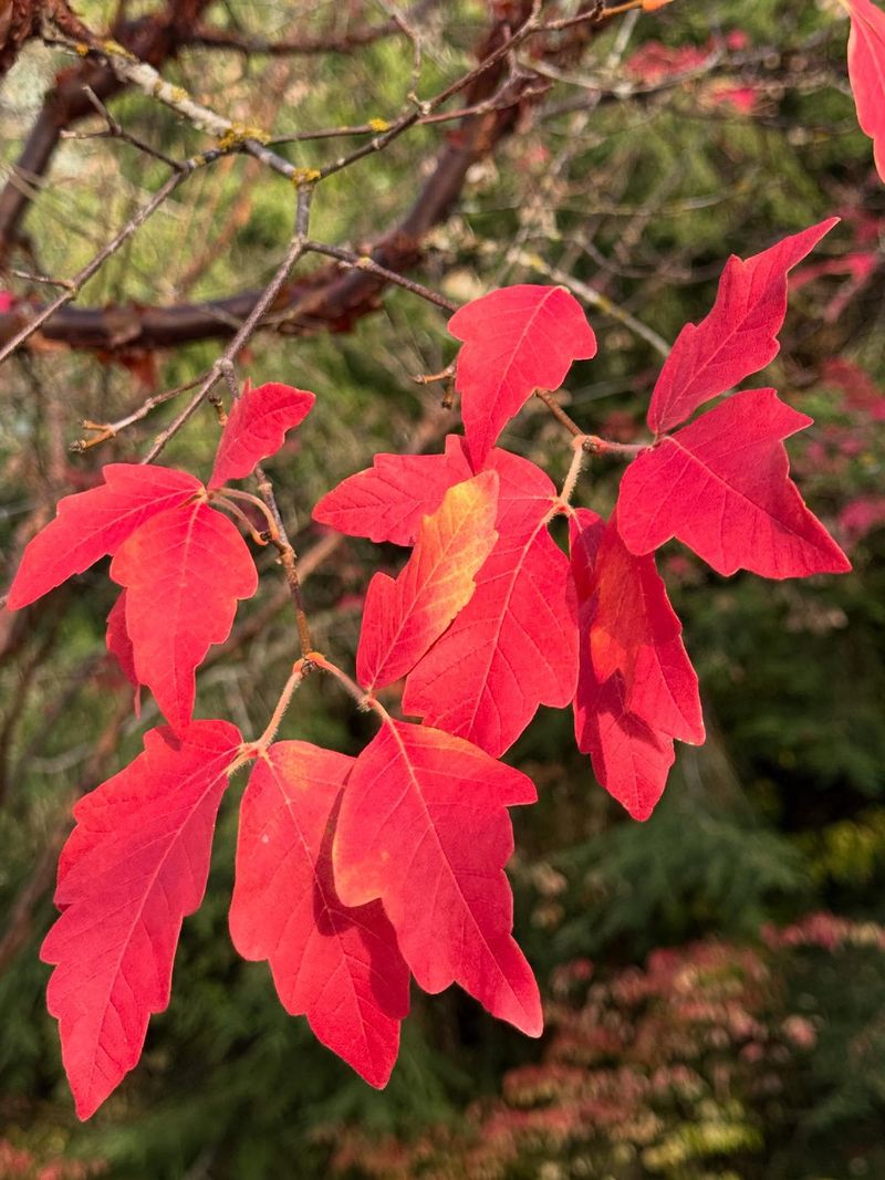 Bigtooth Maple