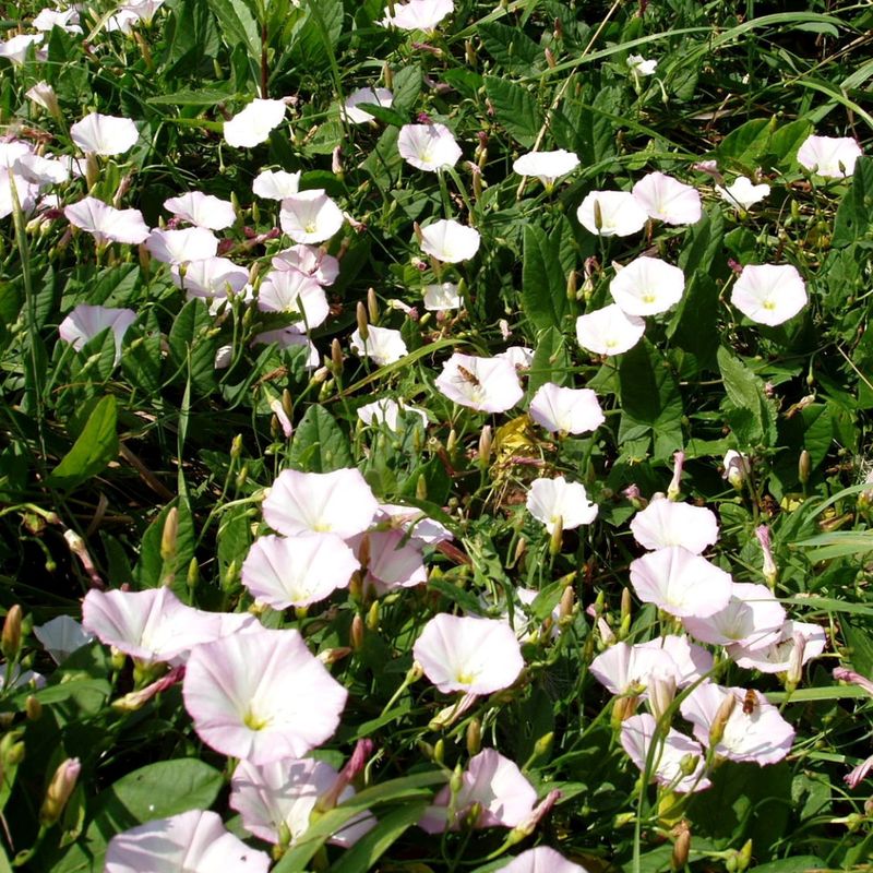 Bindweed Seeds Keep Coming Back After Summer Ends