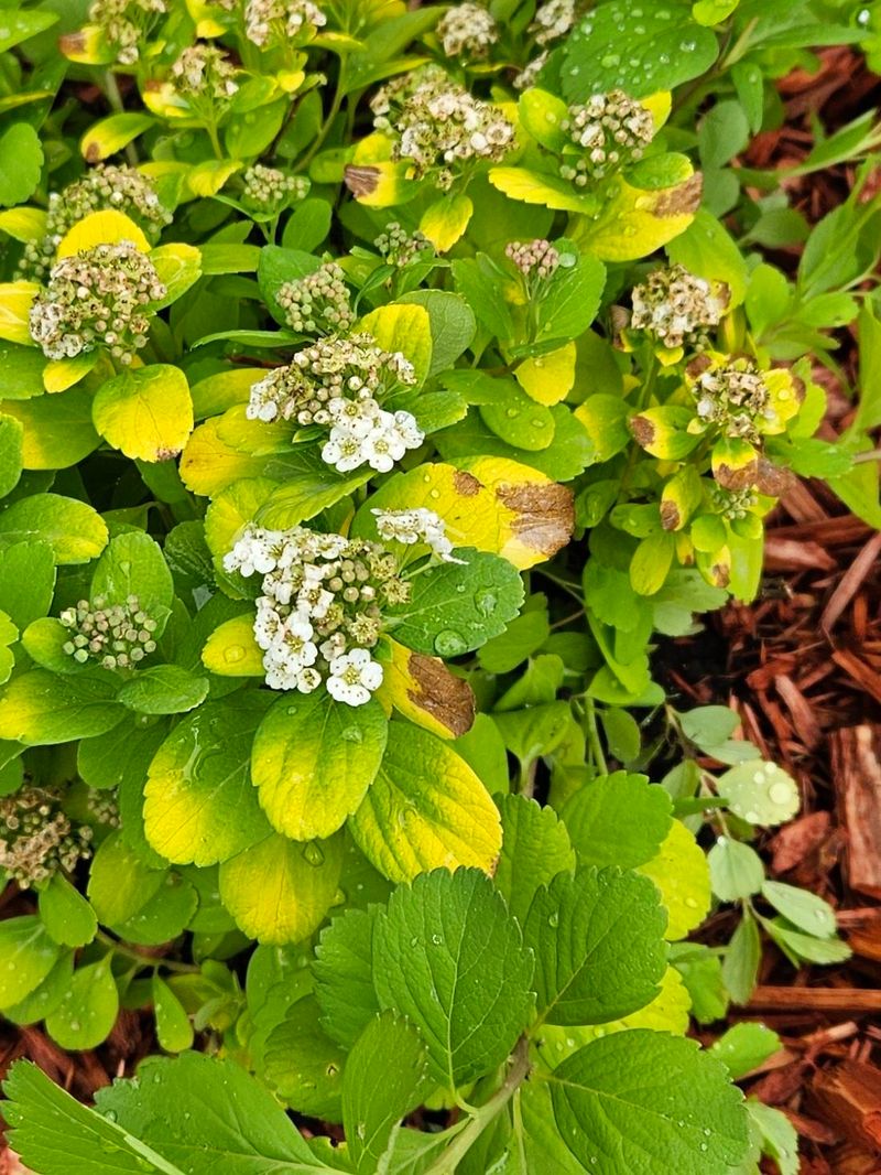 Birchleaf Spirea Handles Harsh Winters With Ease Birchleaf Spirea Handles Harsh Winters With Ease