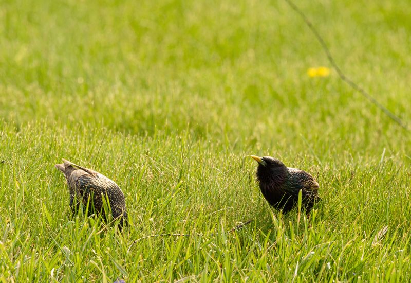 Bird Behavior Reveals The Truth About Lawn Health