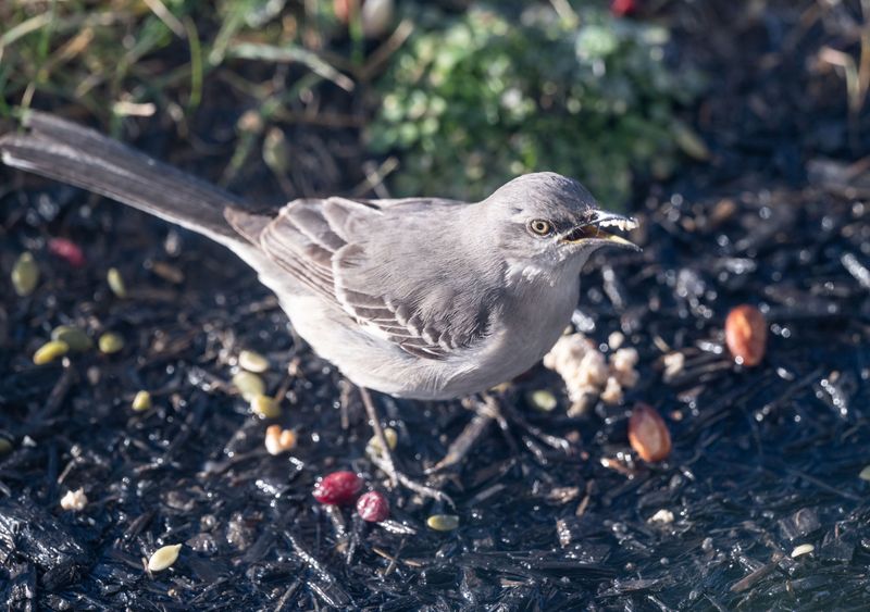 Bird-Dropped Seeds From Nearby Yards Bird-Dropped Seeds From Nearby Yards