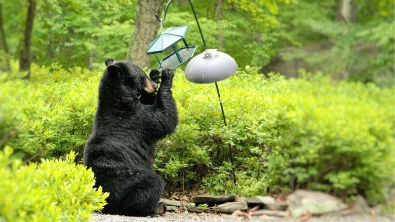 Bird Feeders Can Bring Bears In For A Quick Snack