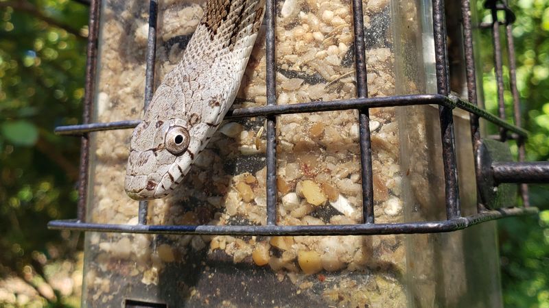 Bird Feeders Can Indirectly Attract Snakes Bird Feeders Can Indirectly Attract Snakes