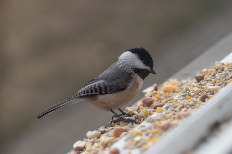 Bird Feeders Create The Mess That Attracts Rodents Bird Feeders Create The Mess That Attracts Rodents