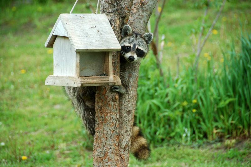 Bird Feeders Feed More Than Birds