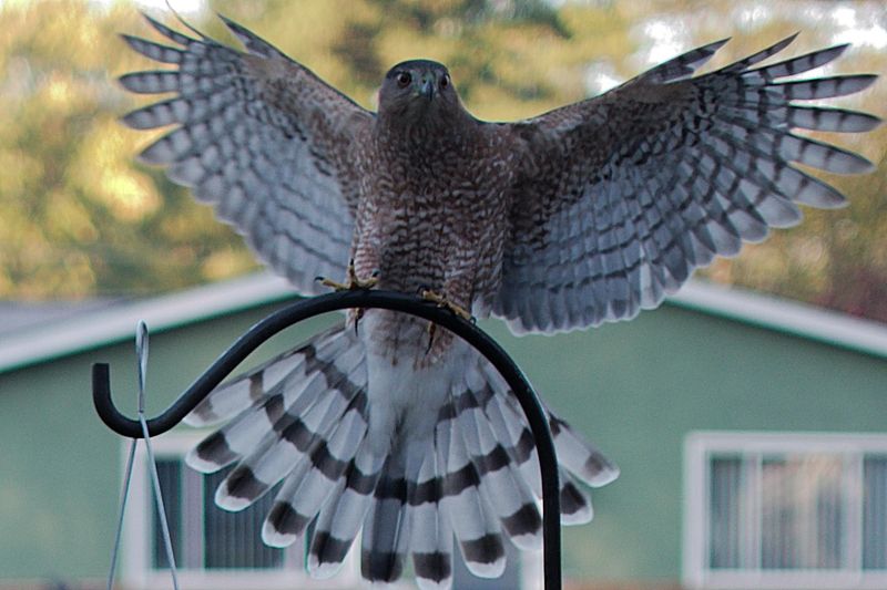Bird Feeders May Be Bringing More Than Songbirds Bird Feeders May Be Bringing More Than Songbirds