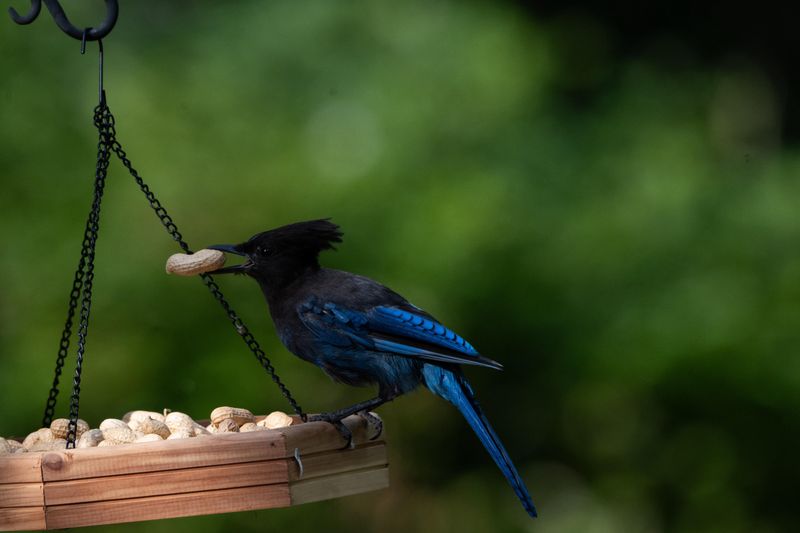 Bird Feeders May Be Turning Into A Daily Stop