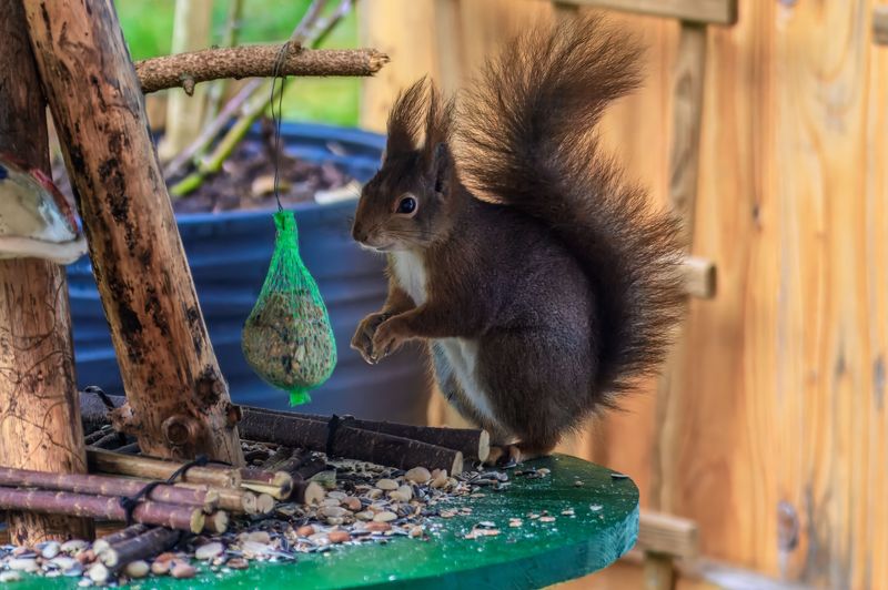 Bird Feeders That Attract Rodents