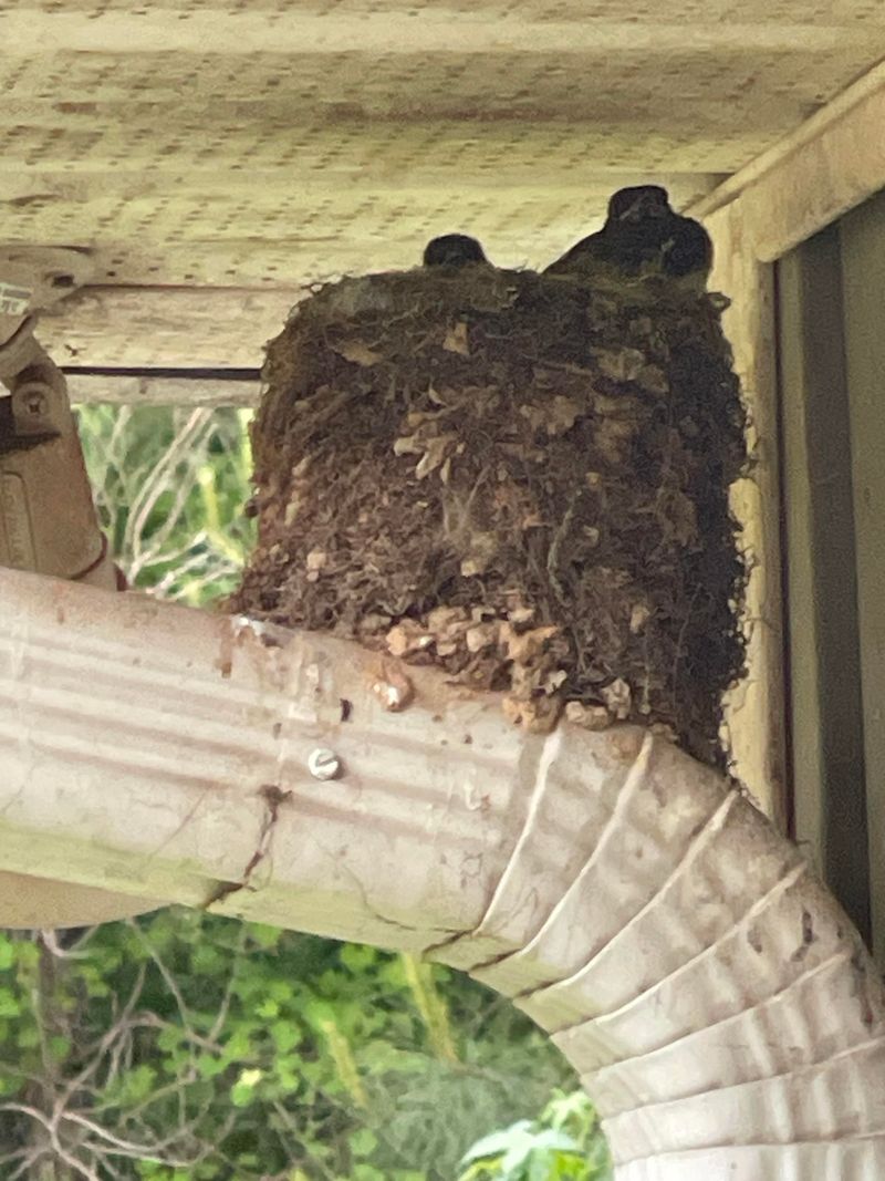 Bird Nests Built Inside Vents And Gutters