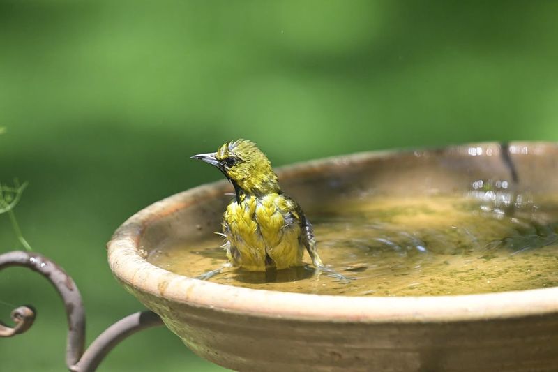 Birdbaths Become Busier During Hot Weather Birdbaths Become Busier During Hot Weather