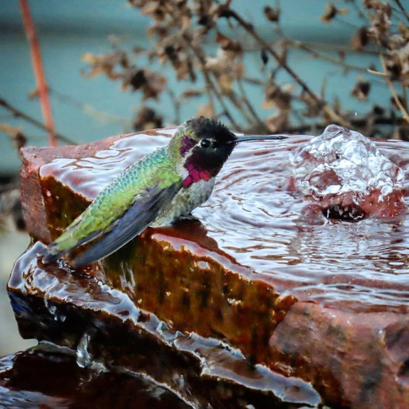 Birdbaths Become Busy Rest Stops
