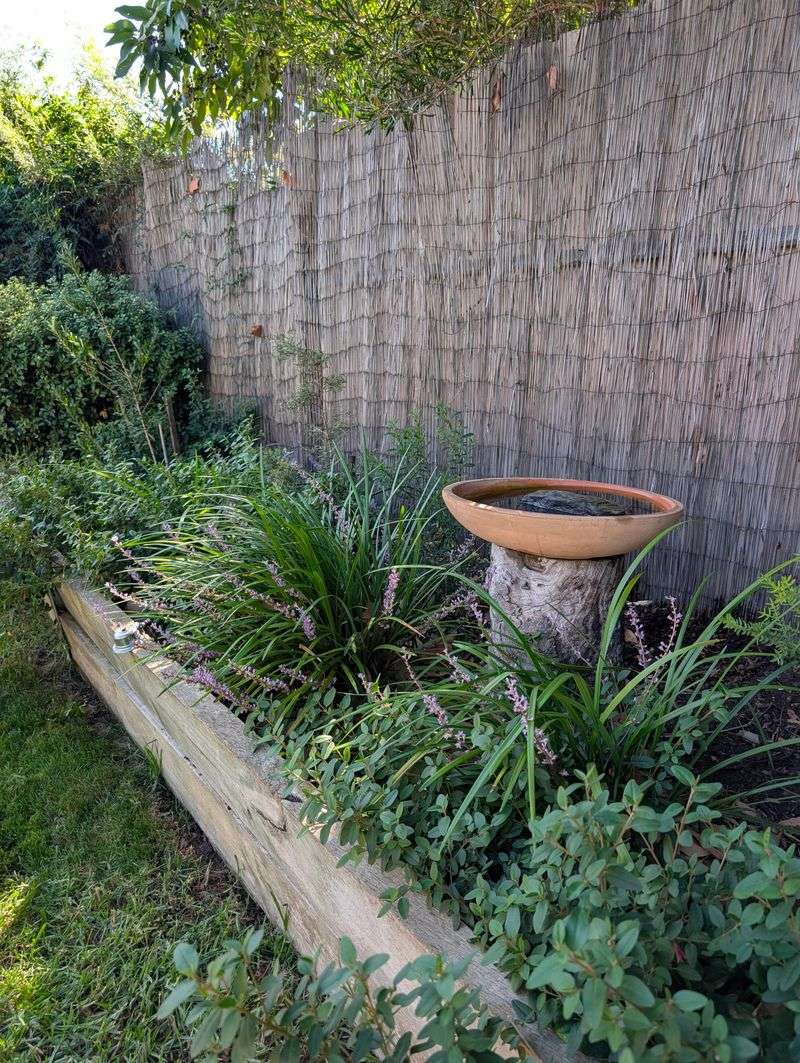 Birdbaths Sit Full For Far Too Long Birdbaths Sit Full For Far Too Long