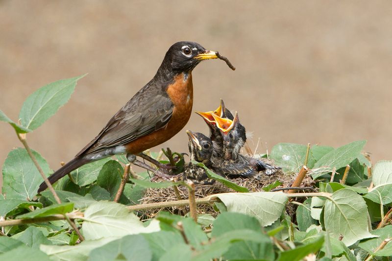 Birds And Nests Can Be Protected By Federal Law Birds And Nests Can Be Protected By Federal Law