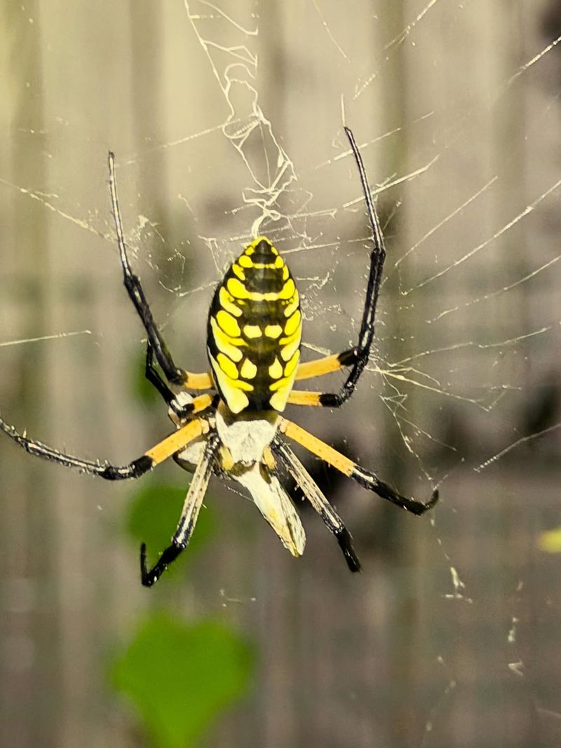 Birds And Wasps Keep Populations In Check