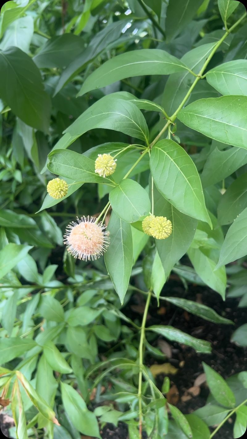 Birds Benefit From Its Fall Seedheads