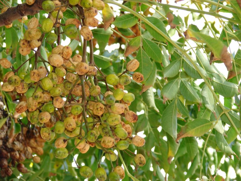 Birds Can Carry Chinaberry Seeds Into New Areas Birds Can Carry Chinaberry Seeds Into New Areas