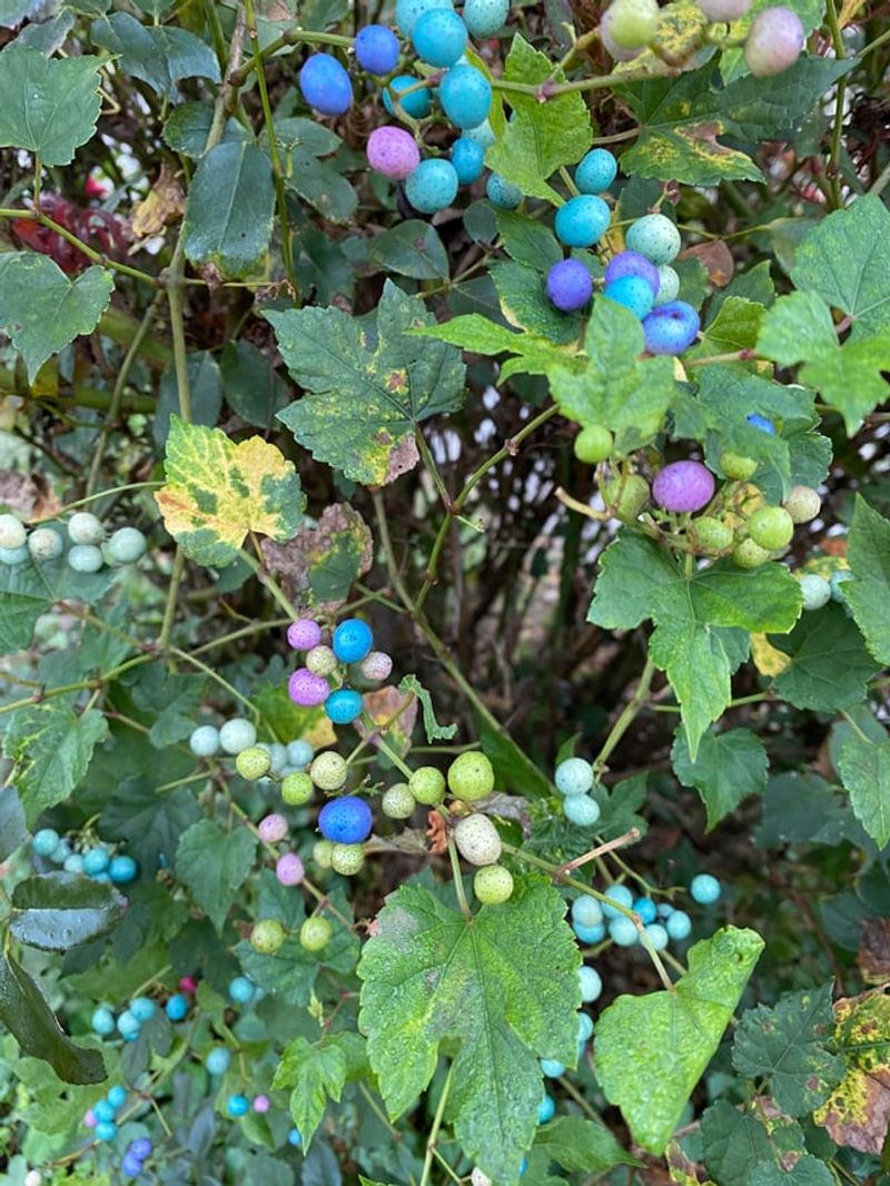 Birds Can Help Spread Porcelain Berry Seeds Across Ohio Landscapes Birds Can Help Spread Porcelain Berry Seeds Across Ohio Landscapes