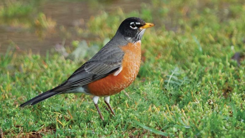 Birds May Search Lawns For Grubs