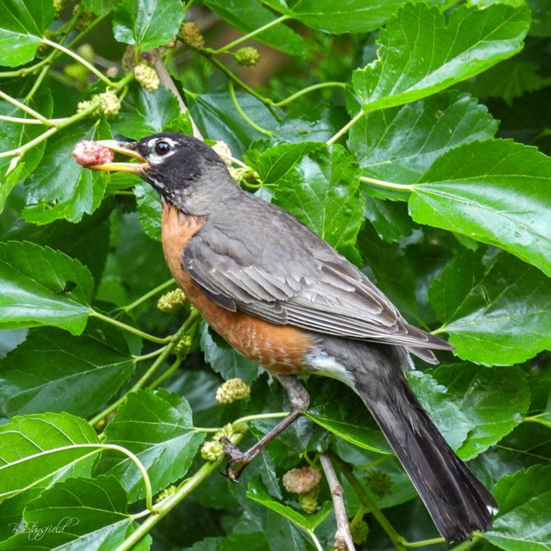 Birds Spread The Mess Well Beyond The Tree Birds Spread The Mess Well Beyond The Tree