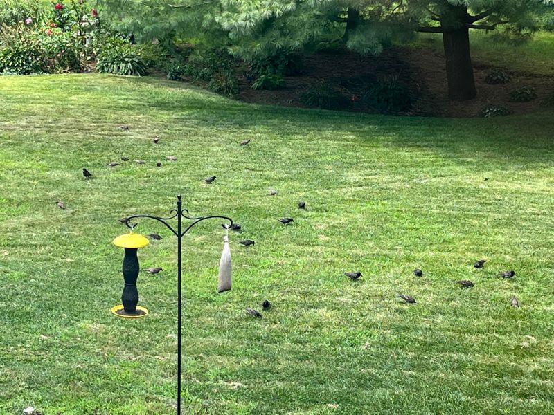 Birds Suddenly Flocking To Your Yard Birds Suddenly Flocking To Your Yard